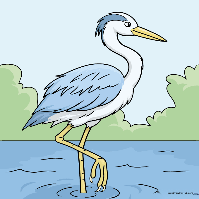 A fully colored heron drawing with natural plumage colors and blue water.