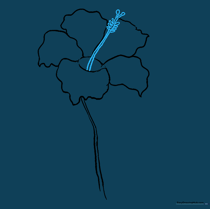 Detailed drawing of the hibiscus pistil and stigma extending from the flower center.