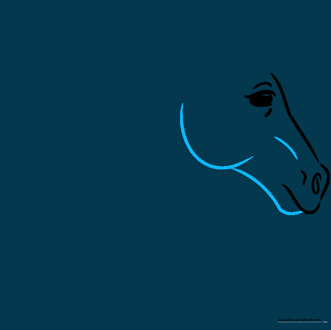 Pencil sketch detailing the horse's lower jaw and cheekbone structure.