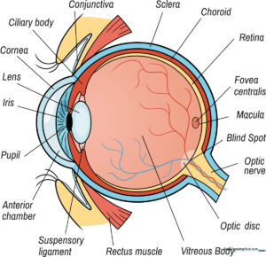 A clear, educational, and colorful diagram of the human eye cross-section.