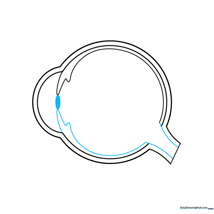Adding the pupil and extending lines for the retina and optic nerve in an eye diagram.