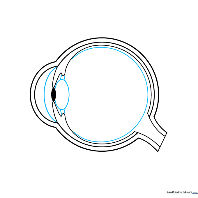 Detailed sketch showing the placement of the lens, iris, and vitreous chamber within the eye.