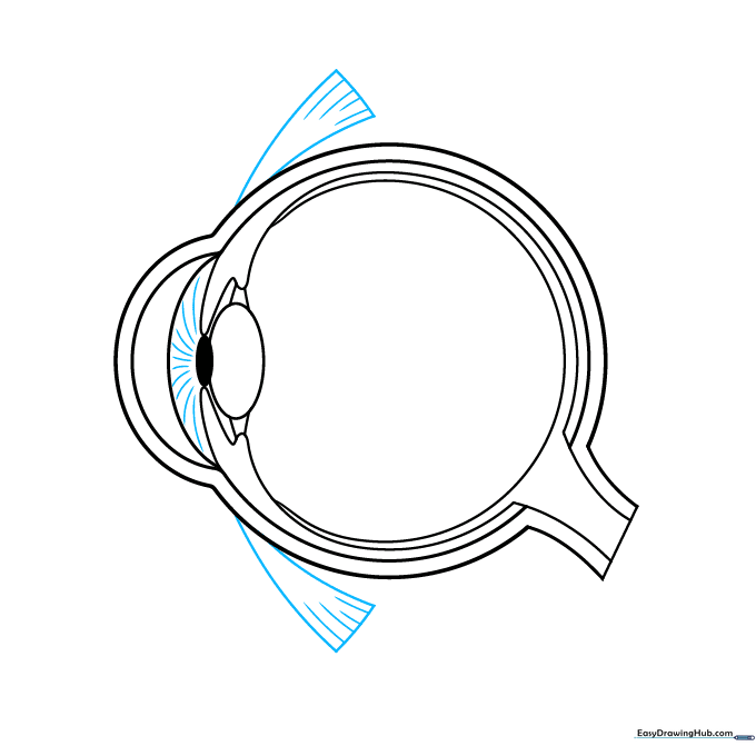 Adding muscle detail and iris texture to the eye anatomy drawing.