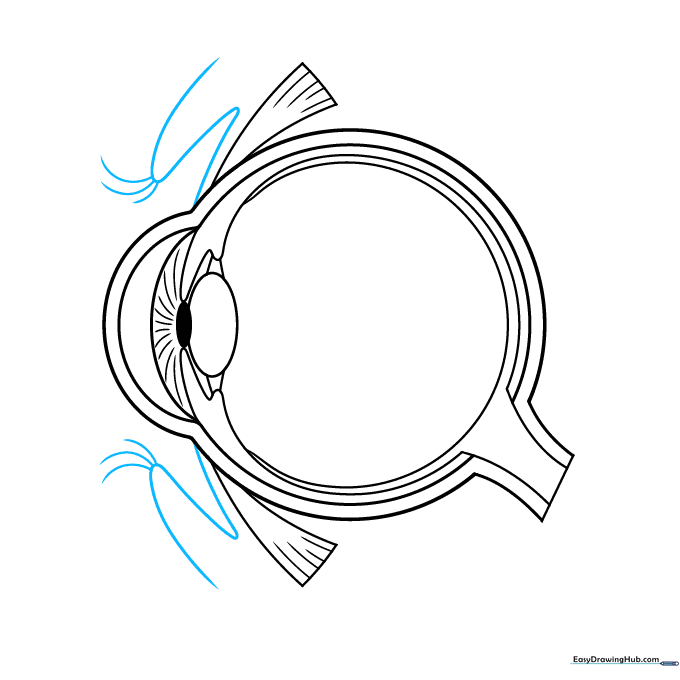 Sketching the surrounding skin, eyelids, and eyelashes around the eye structure.