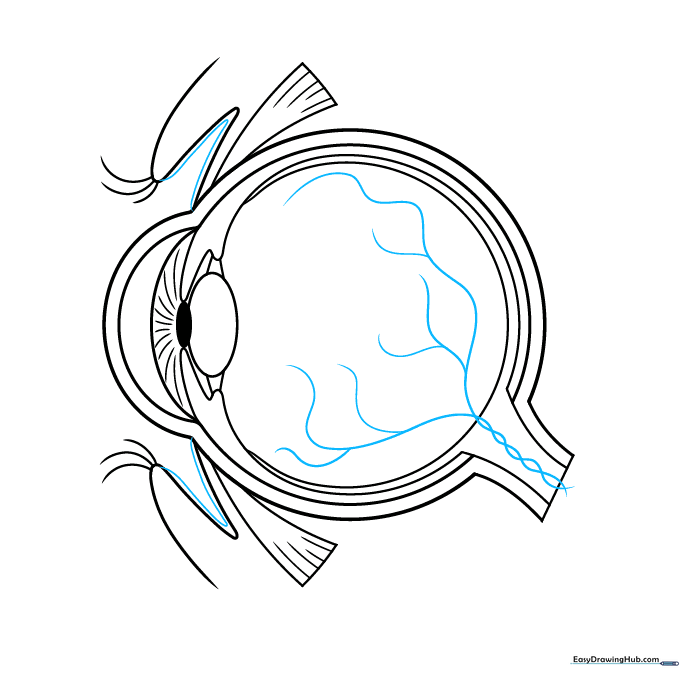 Adding the conjunctiva and a network of blood vessels to the eye diagram.