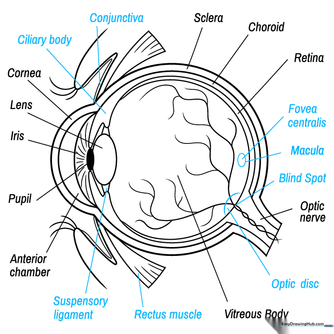 Completing the final anatomical labels for the eye diagram, including the fovea and blind spot.