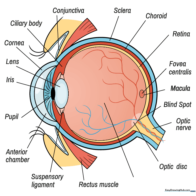 The finished, colored human eye diagram with clear labels and distinct sections.