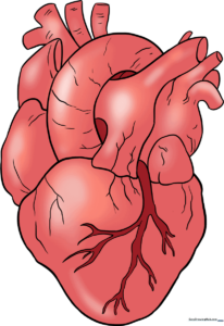 A detailed, colored anatomical illustration of a human heart.