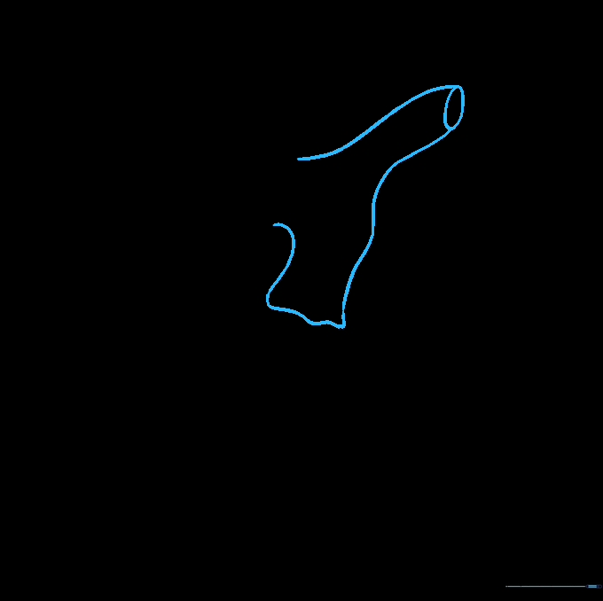 Sketching the pulmonary trunk and arteries connecting to the aortic arch.