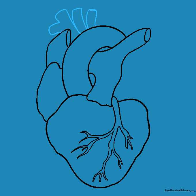 Drawing the major arteries extending from the top of the aortic arch.