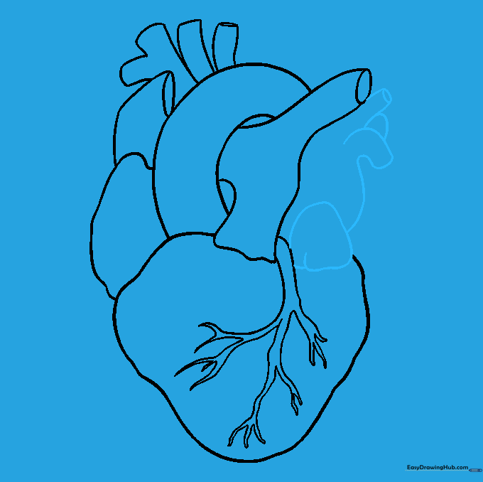 Adding the left atrium and pulmonary veins to complete the heart structure.