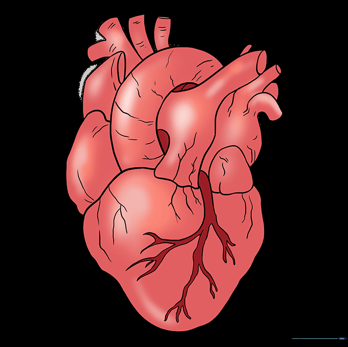 Final colored human heart drawing with red and blue anatomical shading.