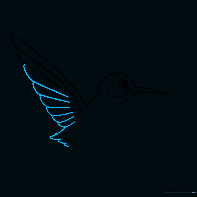 Drawing showing the progression of flight feathers on the bird's wing.
