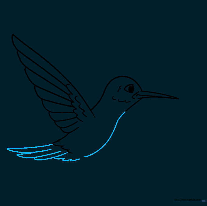 Sketch of the hummingbird's long tail feathers and belly outline.