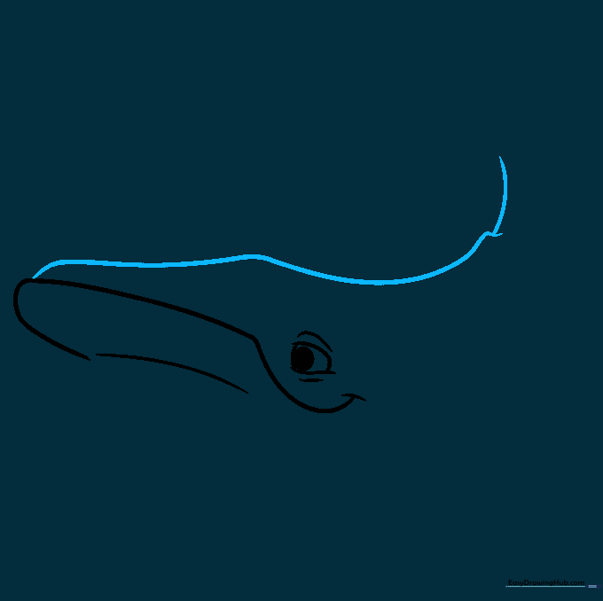 Sketch showing the long curved back line and the small dorsal fin on the whale's spine.