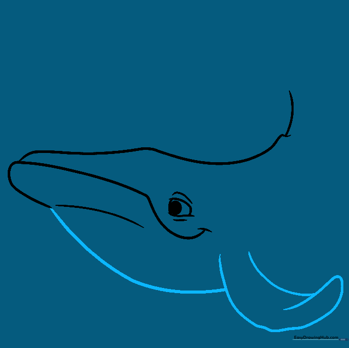 Sketch showing the belly line and the large, detailed pectoral fin.