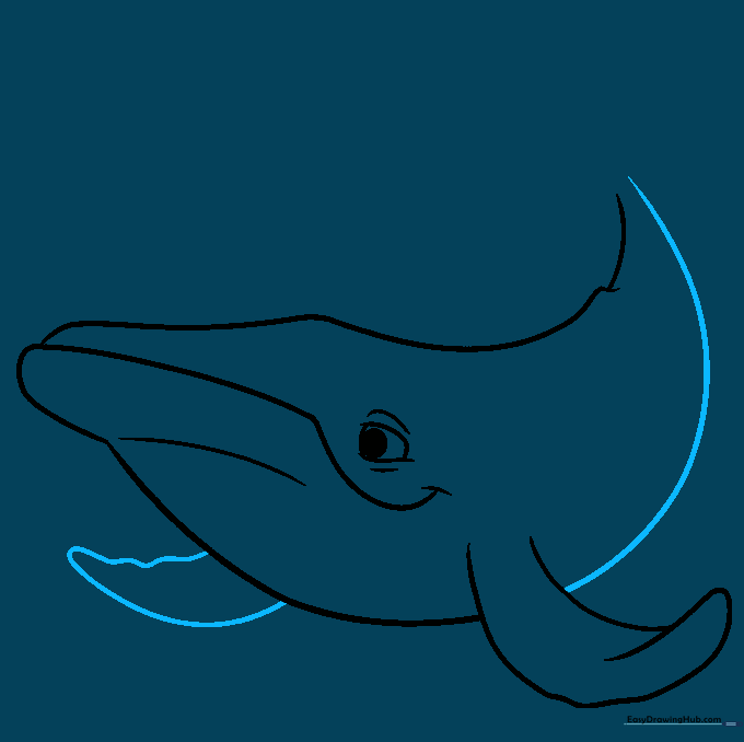 Sketch showing the second pectoral fin and the continuation of the whale's belly line.