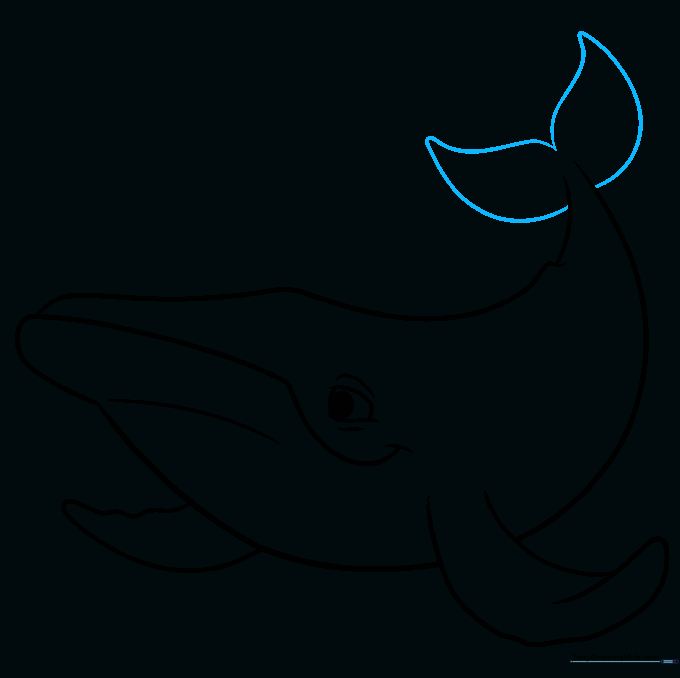 Sketch of the wide, powerful tail fin of the humpback whale.