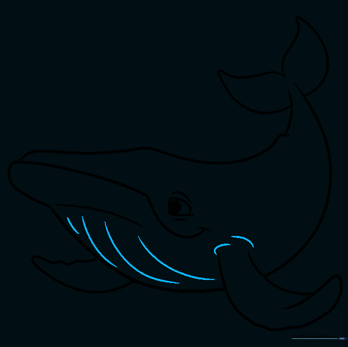 Sketch showing the parallel throat grooves that allow the whale to feed.