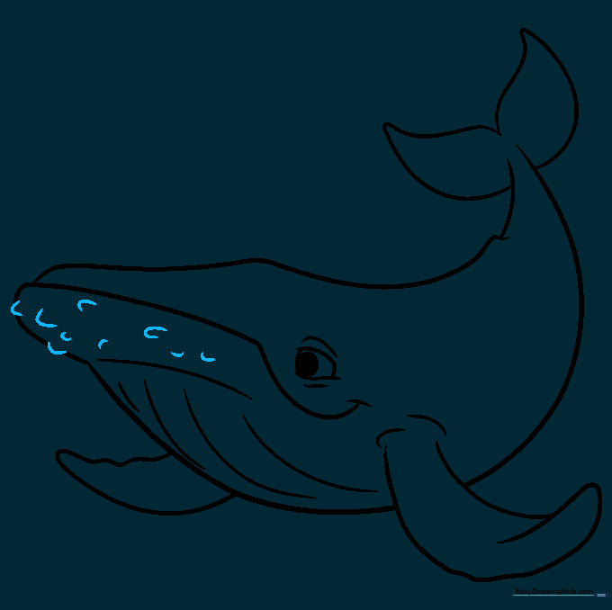 Sketch showing small barnacle bumps added to the whale's jawline.
