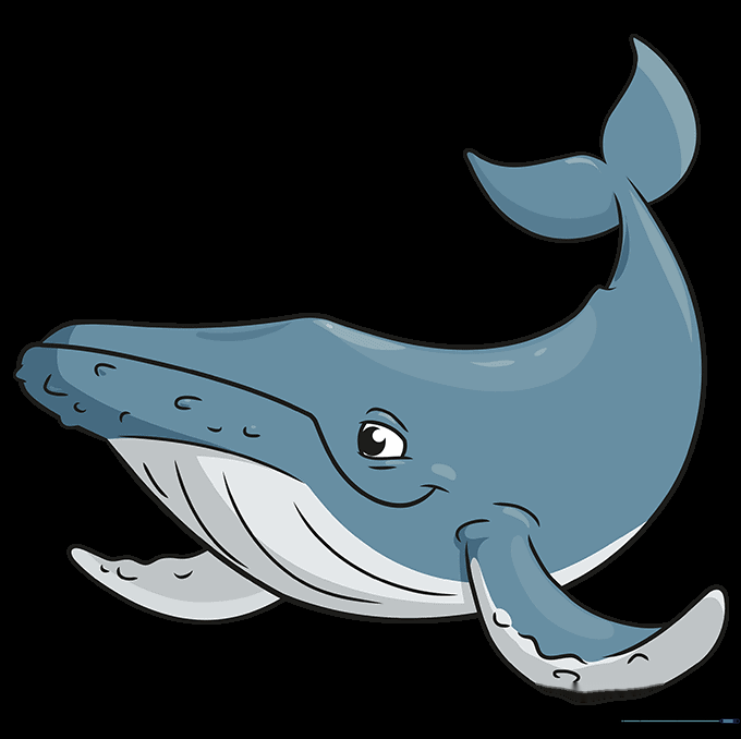 Final colored illustration of a humpback whale with realistic grey and white shading.