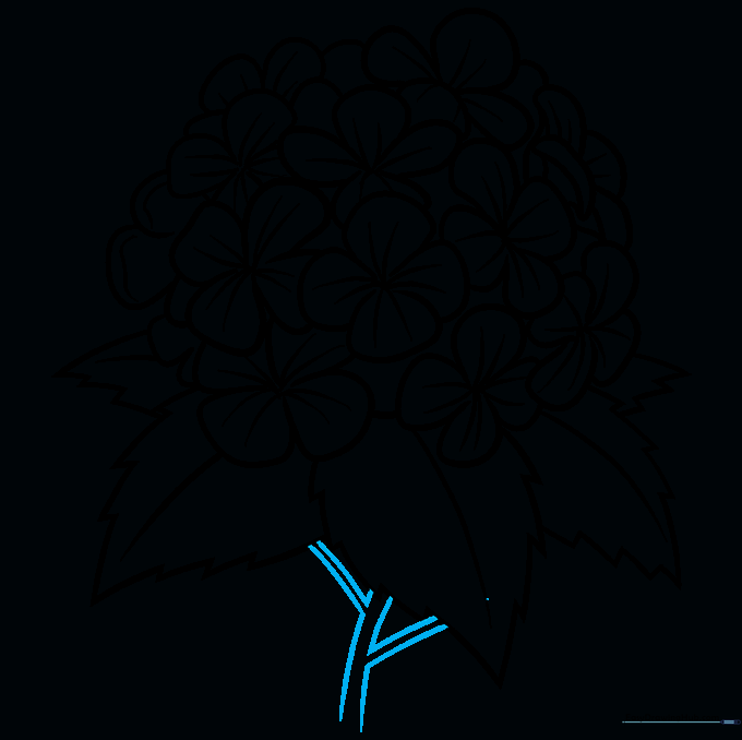 Drawing the main stem connecting the flower head and leaves
