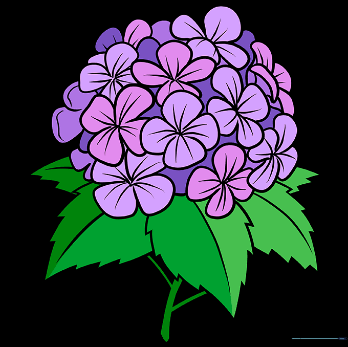 Final colored hydrangea flower illustration