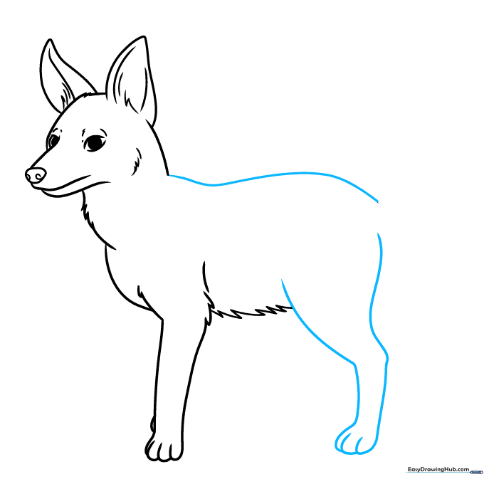 Drawing the jackal's back and rear leg structure.