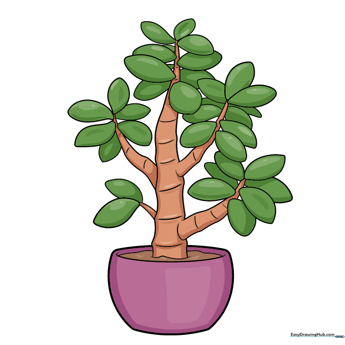 A fully colored, vibrant green jade plant in a pot.