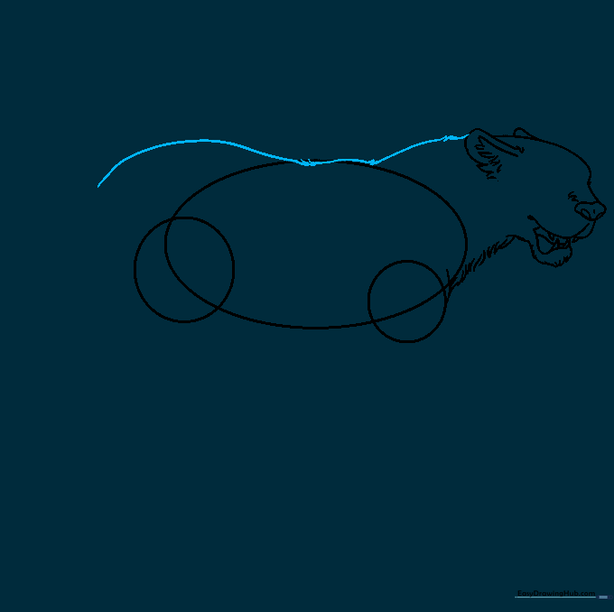 Line drawing showing the jaguar's back and neck outline with textured fur edges.