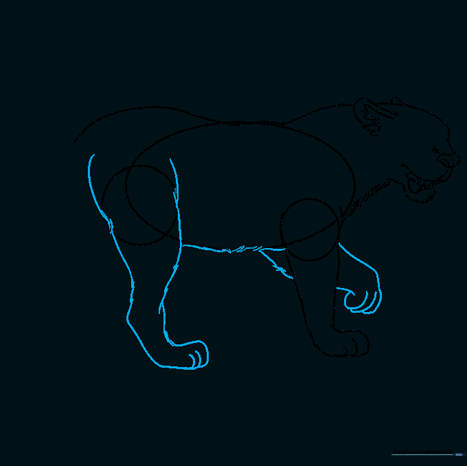 Line drawing showing the jaguar's belly, rear leg, and the far foreleg.