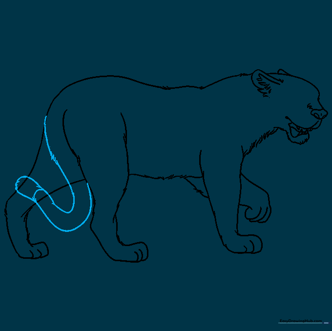 Line drawing of the jaguar's long, curved tail with a banded tip.