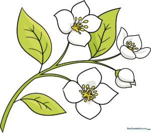A colorful, finished drawing of a jasmine flower, perfect for beginners.