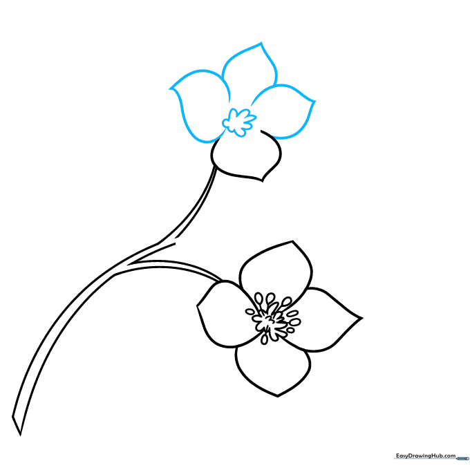 Pencil sketch showing the addition of overlapping petals to the second flower.