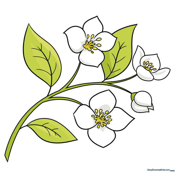 A fully colored, vibrant illustration of a jasmine flower with green leaves.
