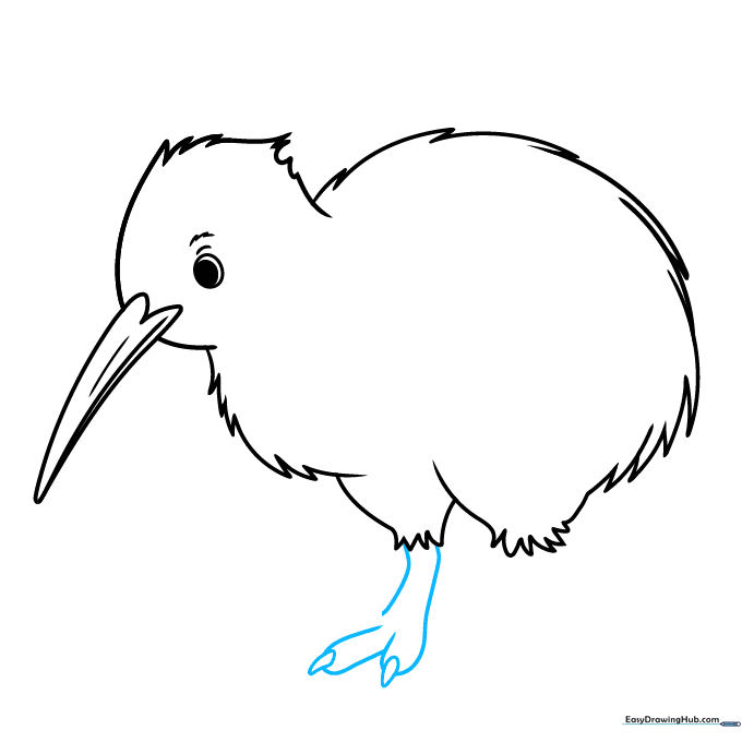 Detailing the kiwi bird's foot with toes and sharp claws.