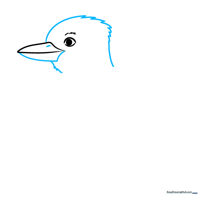 Pencil drawing showing the completed head outline and nostril detail of a Kookaburra.