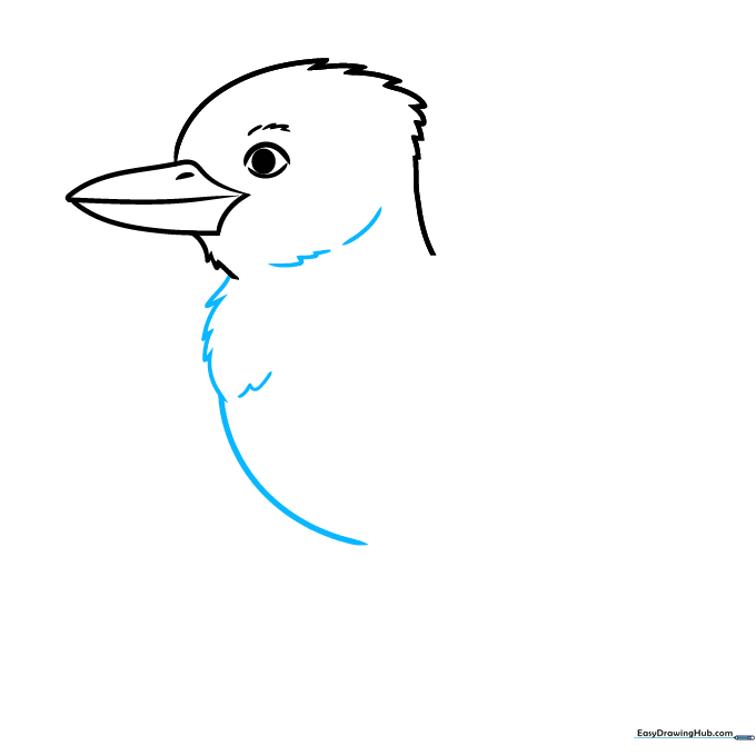 Pencil sketch showing the Kookaburra's head connected to a fluffy chest outline.