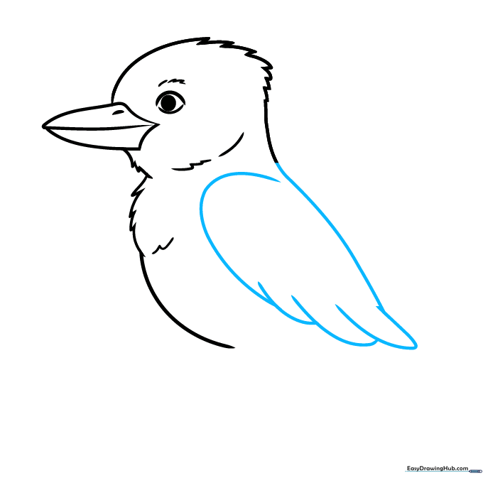 Pencil sketch of a Kookaburra showing the back and wing feathers.