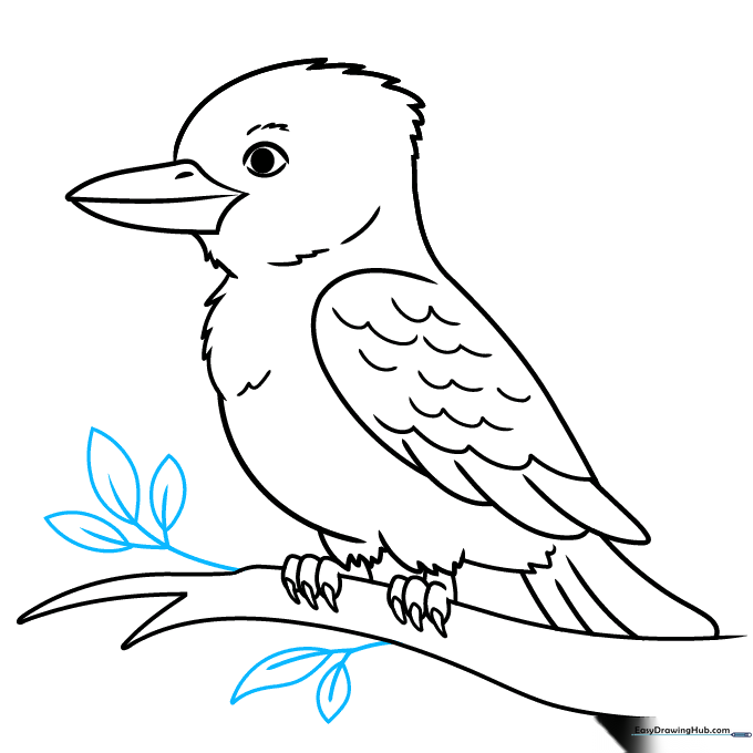 Pencil sketch showing the Kookaburra on a branch with added leaves.