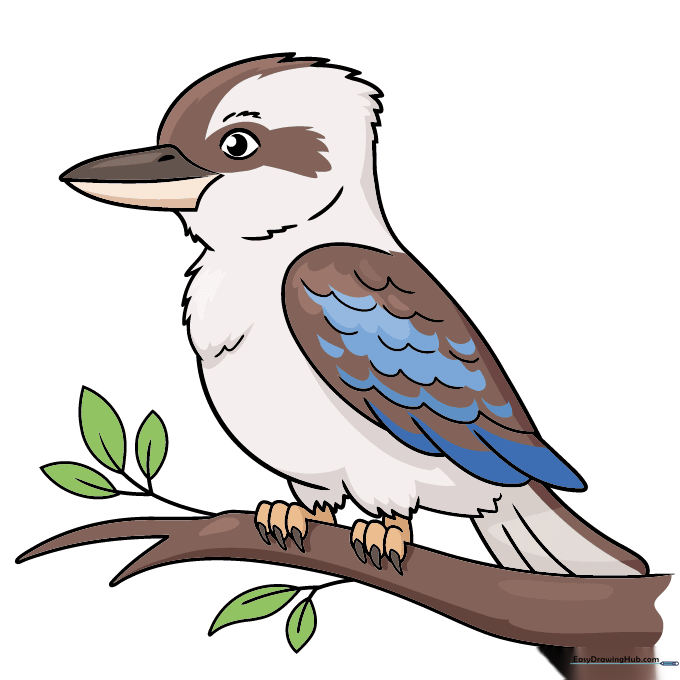 A colorful, finished drawing of a Kookaburra with blue wing feathers and brown body.