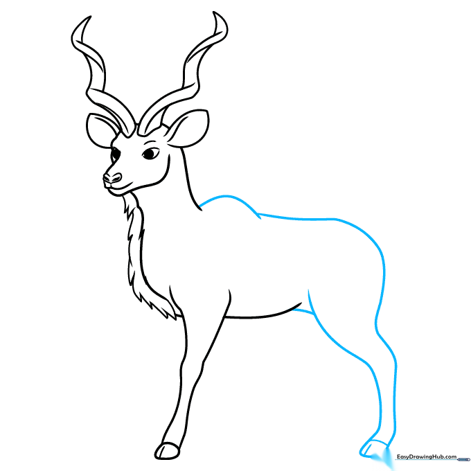 Sketch of the kudu's back and rear leg, showing the animal's body proportions.