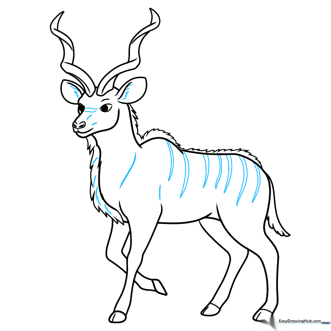 Final line art of the kudu, including facial details and body stripes.