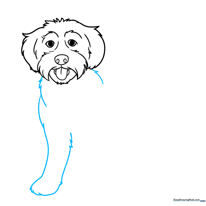 Outlining the front chest and leg of the Labradoodle with textured fur lines.