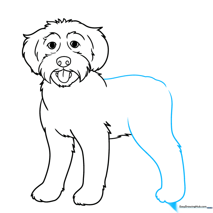 Drawing the back and rear leg of the Labradoodle with textured fur details.
