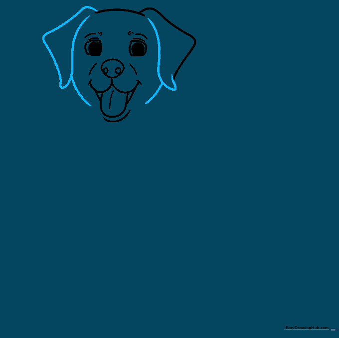 Completing the symmetrical outline of the Labrador head and ears.