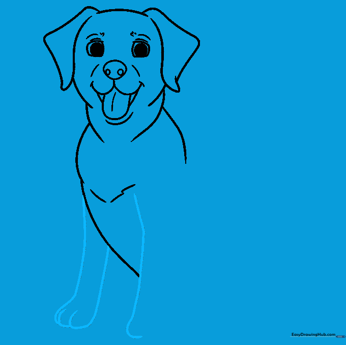 Outlining the front legs and paw details of the Labrador.