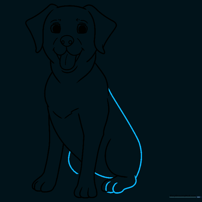 Drawing the back and rear paw structure of the Labrador.