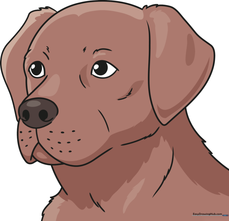 Colorful illustration of a friendly Labrador Retriever face for kids.