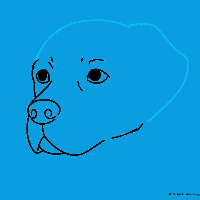 Adding the top of the head and ear with fur-like texture lines.